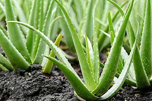 Alick 10 Aloe Vera Pflanzensamen