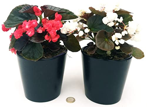 POWERS TO FLOWERS - BEGONIA DOUBLET ROSSA e BIANCA, 2 PIANTE, VASO 13 CM DIAMETRO, piante vere