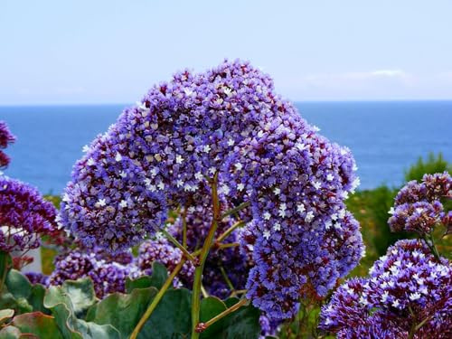 Breitblättriger Strandflieder Limonium latifolium, blau, Frosthart