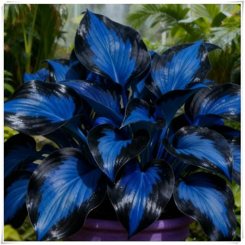 resistenti al freddo e alla siccità,Bulbi di Hosta -Radici selezionate di hosta,miste,adatte per la decorazione di giardini e balconi-4 Bulbi-F