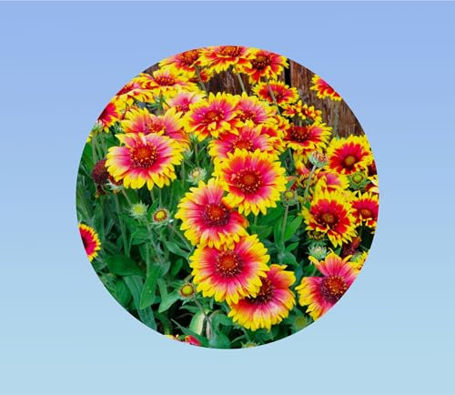 30 graines de Gaillarde - Gaillardia Aristata - plante Vivace