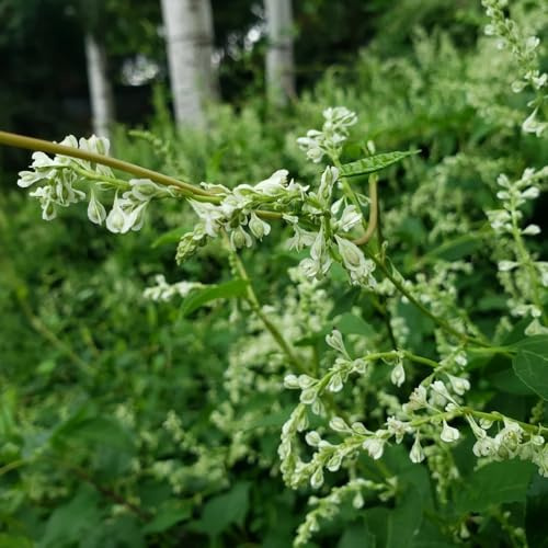 Knöterich Kletterpflanze exotische schnell wachsende sträucher für sonnige plätze geschenke für gartenliebhaber nachhaltige produkte alte sorten immergrüne 200Samen