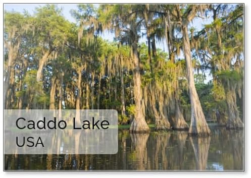 Calamita da frigorifero con muschio spagnolo appeso ai cipressi calvi cattura la luce del mattino in una vista panoramica delle acque di palude del lago Caddo, al confine tra Texas e Louisiana, design