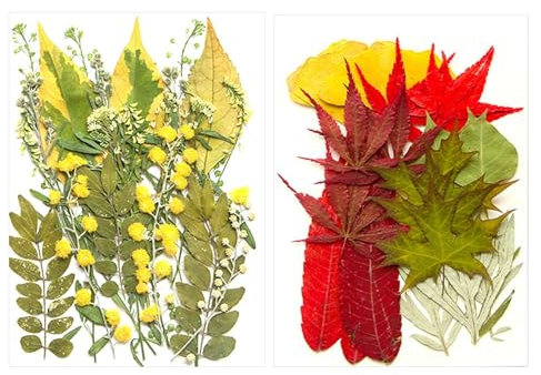 HDGSAFD 42 Pezzi di Fiori Secchi in Rilievo, Campioni di Piante, Materiali Artigianali Fai-da-Te, Possono Essere Utilizzati per Decorare Saponi, Candele, Ornamenti E Cornici per Foto