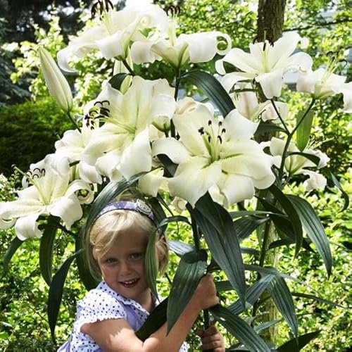 Lilienzwiebeln Baumlilie Riesenlilien Lilium Zwiebeln Onion Knollen Winterhart Frische mehrjährig duftenden Prachtblüten Hochgewachsene Lilie (Pretty Woman)