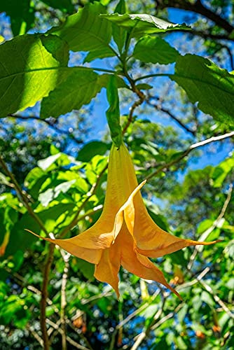 ArtExpert Angels Trumpet flower by Lisa S. Engelbrecht -
