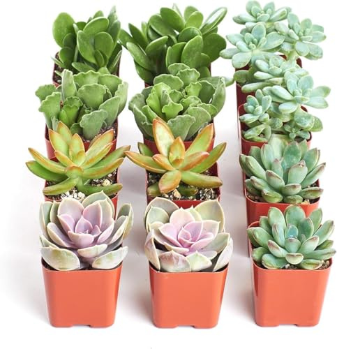 Pack de Crasas y Suculentas – Plantas Naturales en Colores y Formas Únicas