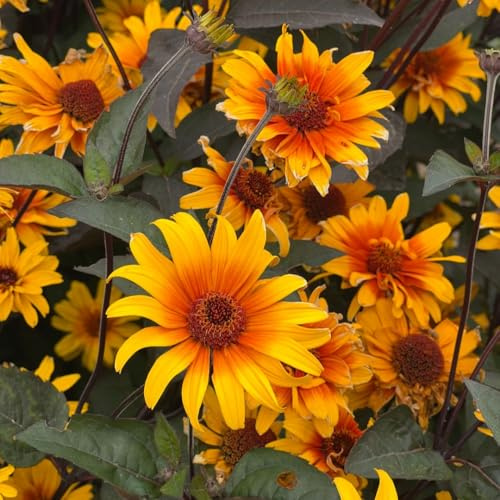 Heliopsis ‘Burning Hearts’ Seeds – Hardy Perennial False Sunflower with Yellow & Orange Flowers, Deep Purple Foliage, First-Year Flowering, Wildlife Friendly, 1 x Packet 8 Seeds, by T&M