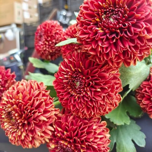 semillas de pompon mamma de para bancales elevados mamá pompón decorativas resistentes para balcón de primavera, silvestres 100pcs