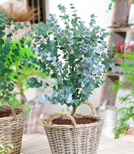 BALDUR Garten 3x Winterharter Eukalyptus Azura® im 15 cm-Topf | Pflanze ca. 20-30 cm hoch, Eucalyptus gunnii, Azura, winterhart bis -20° C, mehrjährig, intensiv duftend, vertreibt Fliegen