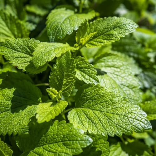 zitronenmelissesamen seltene exotische kübelgeeignet 225pcs