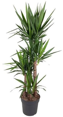 Yucca Elephantipe - 180 cm - Ø 34