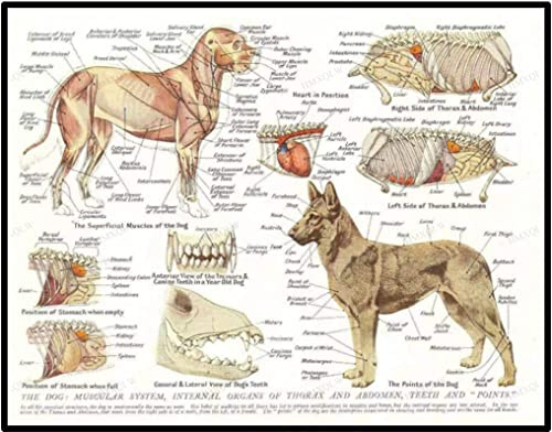 HMXQLW Hundes Muskeln Organe Wandbilder Tier Anatomie Pathologie Bilder kunstdrucke Tierklinik Deko,Leinwandbilder Poster und Drucke Wandkunst Rahmenlos (20x30cm)