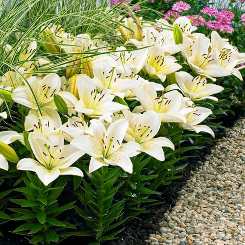 Colección de bulbos de lirio blanco Border Lily Zwiebel, paquete con 10 piezas, mezcla de bulbos de lirio resistentes al invierno de Holanda para plantar en el jardín