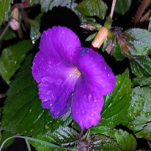 Achimenes Schiefteller  Mexicana  5 Rhizome/Knollen
