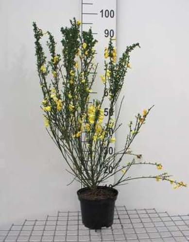 Cytisus scoparius - Ginster 40-60 cm Container