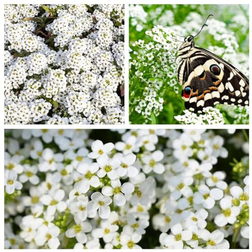 10000pcs sachet thym serpolet Blanc, graines de thym de graies de fleurs faciles à planter graines de thym rampant multicolores outil de jardinage pour la cour Des graines