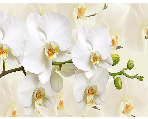 murando - Vlies Fototapete Blumen Orchidee 350x256 cm - Foto Tapete Schlafzimmer Wohnzimmer Moderne Vliestapete XXL Wandtapete Motivtapeten Bildtapete 3d Effekt Wand Dekoration - Natur b-B-0337-a-a