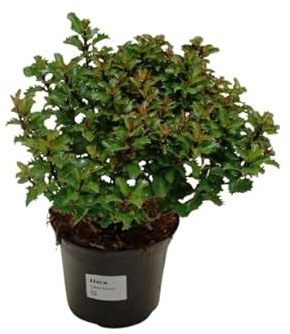 Arbusto de Pascua Ilex Aquifolium Acebo Maceta 17cm Buen Tamaño Planta Natural