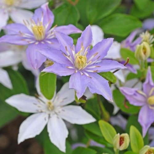 Clematis 'Justa' - Compact Variety for Large Containers - Pale Lavender-Blue Flowers - Easy Maintenance - Hardy Shrub – 1x 1.7 Litre Potted Plant by Thompson & Morgan
