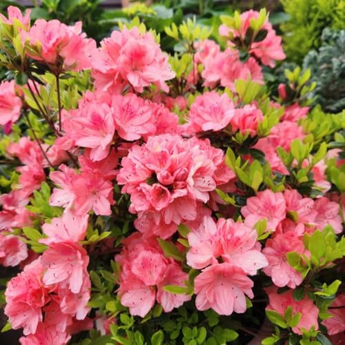 semillas de rododendro - azalea - decorativas, resistentes al exterior de azalea variedades antiguas, balcón 25pcs
