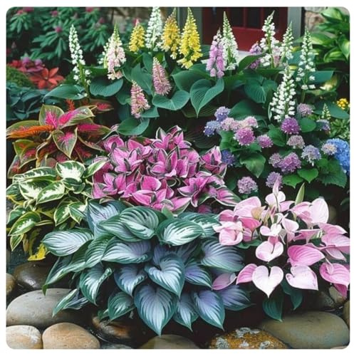 Un salvatore per gli angoli del giardino! Perenne Hosta resistente alla siccità/Crescita rapida/Ottimo effetto ombra, Facile da curare-6 Rizoma-G