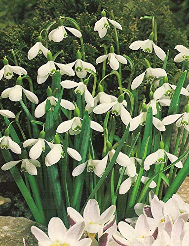 Schneeglöckchen Galanthus (50 Blumenzwiebeln)