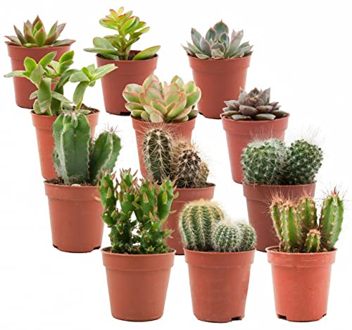 ZynesFlora Cactus et Succulentes Naturelles en pot de fleurs Ø 5.5 cm - Lot de 12 - Hauteur: 5-10 cm - Mélange de Succulentes Petite Variétés Diverses Plantes Grasses d'Intérieur