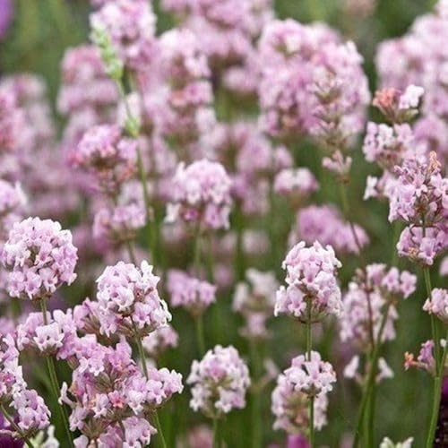 12 x Rosa Lavendel Pflanzen – Winterharte duftende Stauden im 9x9 cm Topf 5-10 cm hoch Lavandula angustifolia Rosea für Garten & Balkon