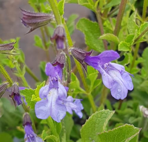 Salvia chamelaeagna/Sauge prostrée/Conteneur de 3 à 4 litres/Vivace