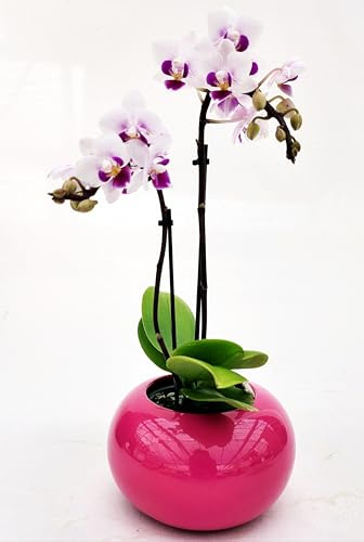 POWERS TO FLOWERS - ORCHIDEA PHALAENOPSIS ROSETTA IN CERAMICA SFERICO FUCSIA, Pianta Vera