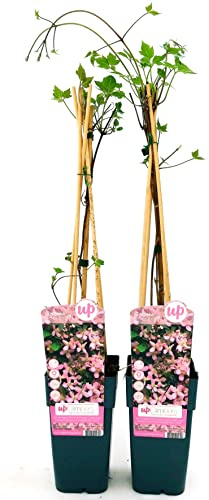 CLEMATIS MONTANA FRAGRANT SPRING, ALTEZZA 50CM, 2 PIANTE, piante vere