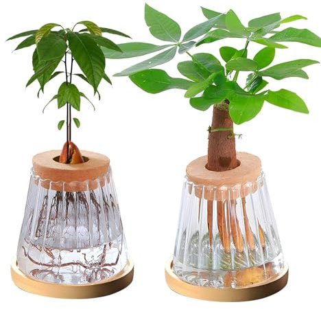 YWNYT 2 contenitori per piante idroponiche in vetro, stazioni di propagazione per piante, terrario idroponico, vaso di vetro per piante acquatiche o fiori, decorazione da tavolo per casa e ufficio