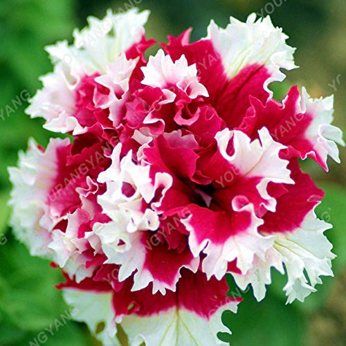 Sac de graines de pétunia double pour balcon, vase oblique, graines de pétunia, bonsaï, pétunia multicolore, système pour le jardin bleu