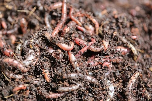 Thewormhub 200g MEDIUM-LARGE DENDROBAENA WORMS FISHING LIVE BAIT/COMPOSTING/REPTILE FOOD