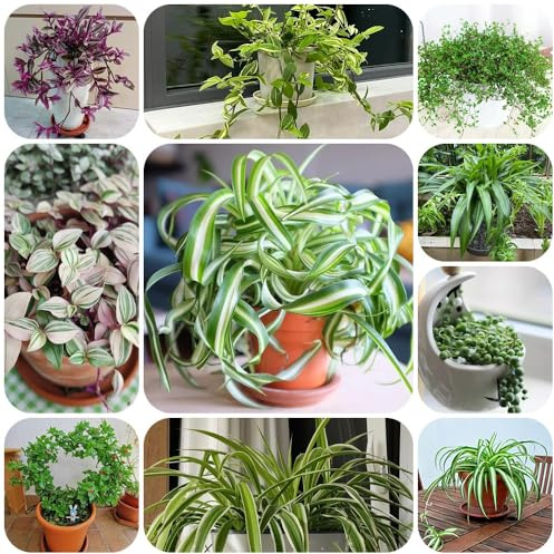 Acquista semi di ragno, d'appartamento che purificano l'aria da balcone da ufficio resistenti per il giardino decorazione del soggiorno verdi semi di rare vecchie 35pcs