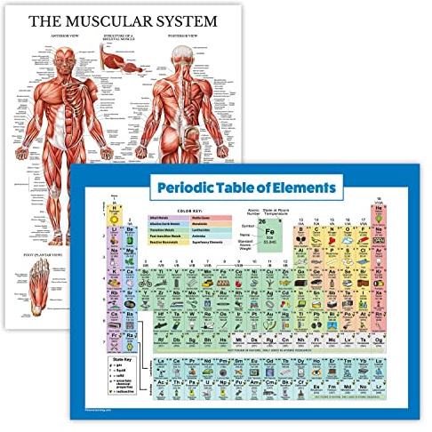 2 Pack: Periodic Table of the Elements Poster for Kids + Muscular System Anatomy Poster - Set of 2 Educational Charts (LAMINATED, 18 x 24)