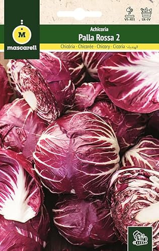 Mascarell Semillas, ACHICORIA, Semillas Huerto, ACHICORIA PALLA ROSSA 2, Crea tu Propio Huerto Urbano y Cultivo en Casa, Plantas Hortícolas, 8 Gramos