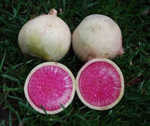 200 Sementi di anguria ravanello croccanti Ravanelli con Lieve rosa Carne