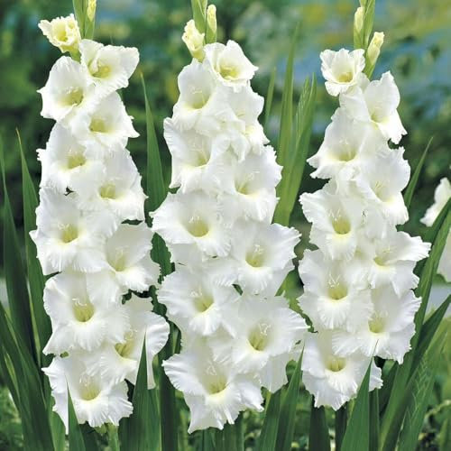 25 x Gladiolus Large Flowering White – Long-Lasting Cut-Flowers – Perennial – Summer Flowering Bulbs – for Your Beautiful Garden