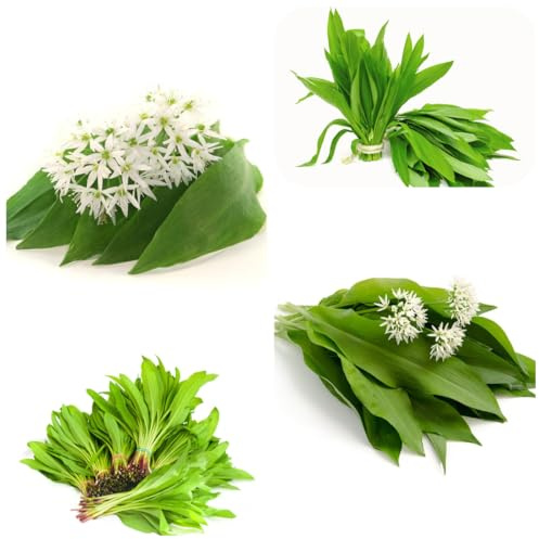 comprar semillas de ajo silvestre, para camas elevadas jardín rocas resistentes variedades antiguas regalos para jardineros 400pcs