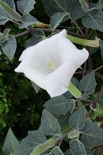 Pianta di Datura Arborea o Brugmansia Arborea pianta ornamentale da esterno con fiori grandi di vari colori pianta vera venduta da eGarden.store (Bianco)