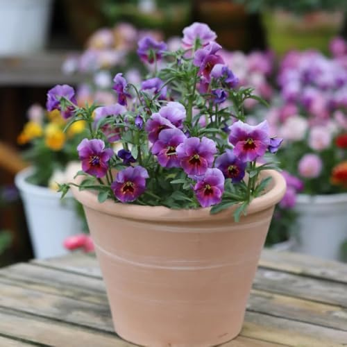 semi di viola del pensiero, resistenti all'esterno, ombra di viola del pensiero, giardino, d'appartamento 600pcs