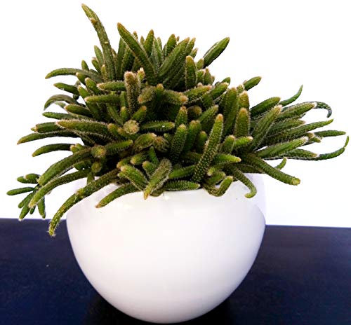 POWERS TO FLOWERS - RHIPSALIS HORRIDA IN VASO CERAMICA BIANCO SFERICO, pianta vera