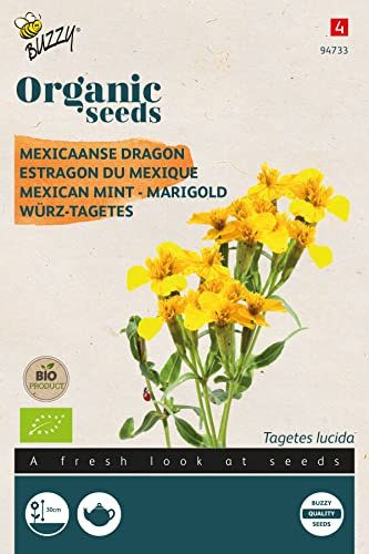 Buzzy Organic Mexican Mint - Marigold (BIO) - Flower Seeds | Aromatic and Colorful for Natural Pest Control