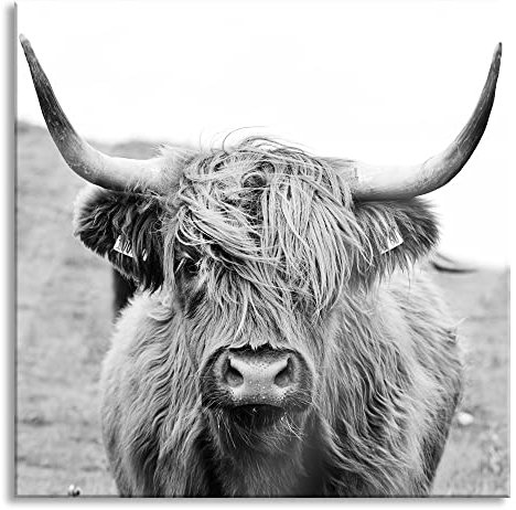 Pixxprint Glasbild, Wandbild auf Echtglas, Highlandrind frontal in Schwarz-Weiss, 70x70 cm, inkl. Aufhängung und Abstandshalter