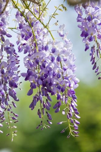 Wisteria sinensis 'Prolific' 150–175 cm – Winterhart, Mehrjährig – Chinesischer Blauregen – Kletterpflanze für Pergola & Rankhilfe