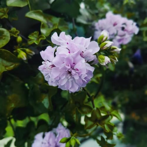 semi di geranio - decorazione balcone appartamento interno rampicanti 60pcs