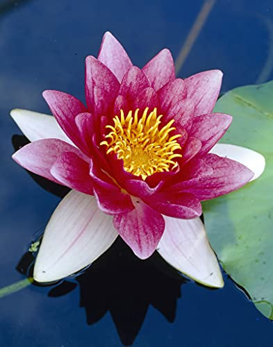 Bloomique - Nymphaea Attraction - Rote Seerose - Zone 4 - Teichpflanzen Winterhart - Wasserpflanzen - Höhe 20-30 cm - Topf 11 cm