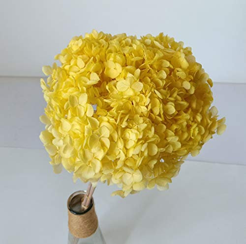 Hortensia stabilisé - Fleurs séchées - 2 tiges Fleur Hortensia conservées - Jaune